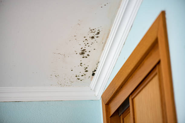 Best Bathroom Mold Remediation in Winchester, MO