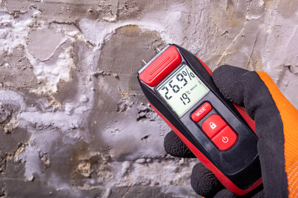 Best White Mold Remediation in Winchester, MO