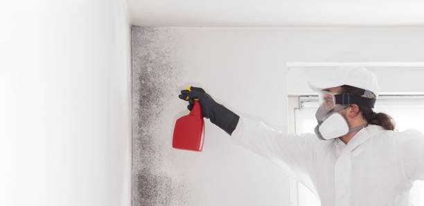 Best Emergency Mold Remediation in Winchester, MO